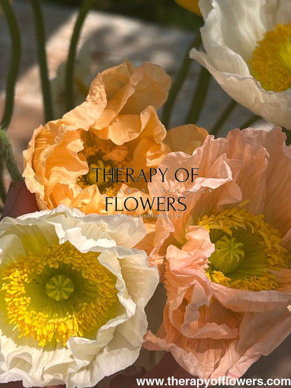 Papaver nudicaule Colibrì® CHIARO PASTELLO therapyofflowers.com