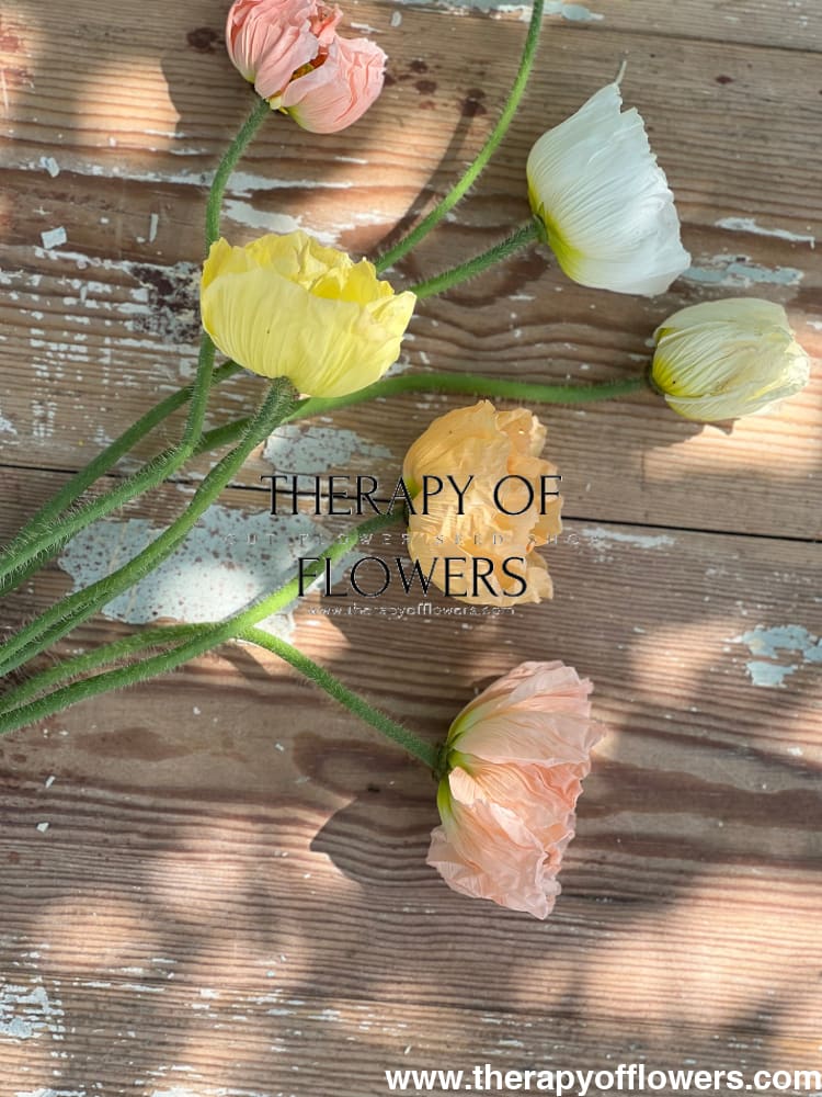 Papaver nudicaule Colibrì® CHIARO PASTELLO therapyofflowers.com