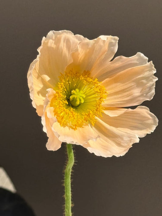 Papaver nudicaule Colibrì® CHIARO PASTELLO | Iceland Poppy therapyofflowers.com
