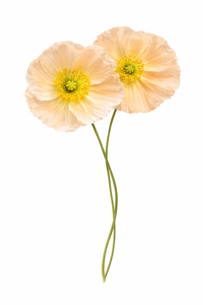 Papaver nudicaule Colibrì® CHIARO PASTELLO | Iceland Poppy - 20 seeds / Soft apricot - seeds
