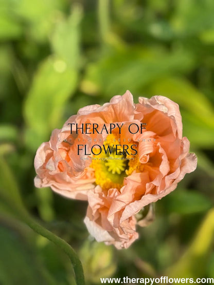 Papaver nudicaule Colibrì® CHIARO PASTELLO | Iceland Poppy therapyofflowers.com