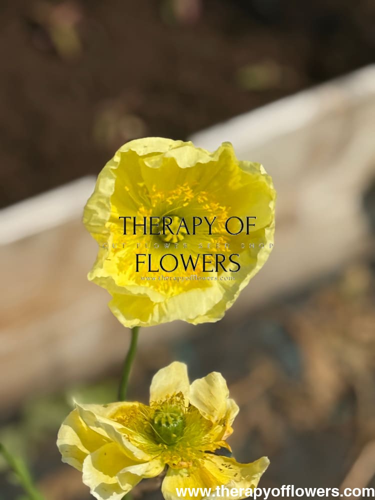 Papaver nudicaule Colibrì® GIALLO CHIARO therapyofflowers.com