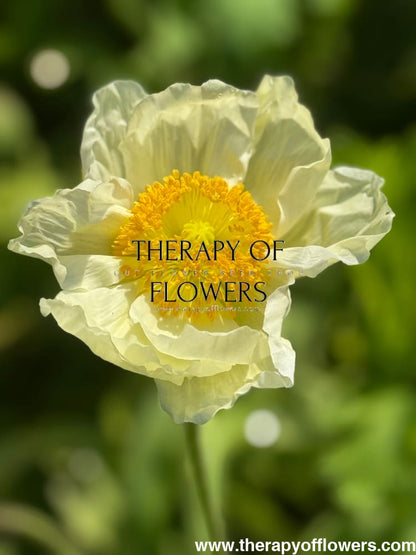 Papaver nudicaule Colibrì® GIALLO CHIARO therapyofflowers.com