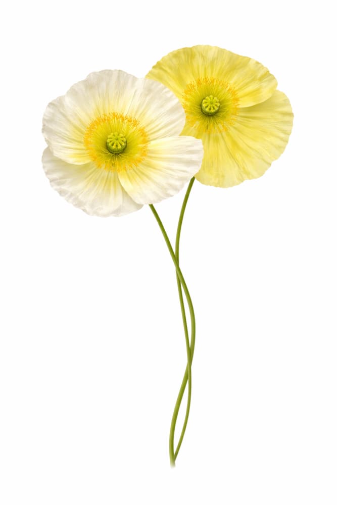 Papaver nudicaule Colibrì® GIALLO CHIARO – therapyofflowers.com