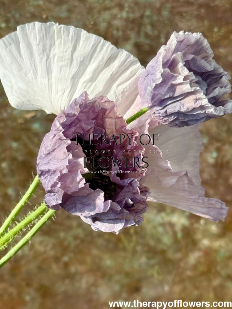 grey poppy flower seeds Papaver rhoeas 'Amazing Grey' Seeds | Grey Corn Poppy