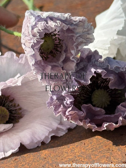 Papaver rhoeas Amazing Grey | Poppy therapyofflowers.com