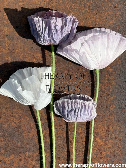Papaver rhoeas Amazing Grey | Poppy therapyofflowers.com