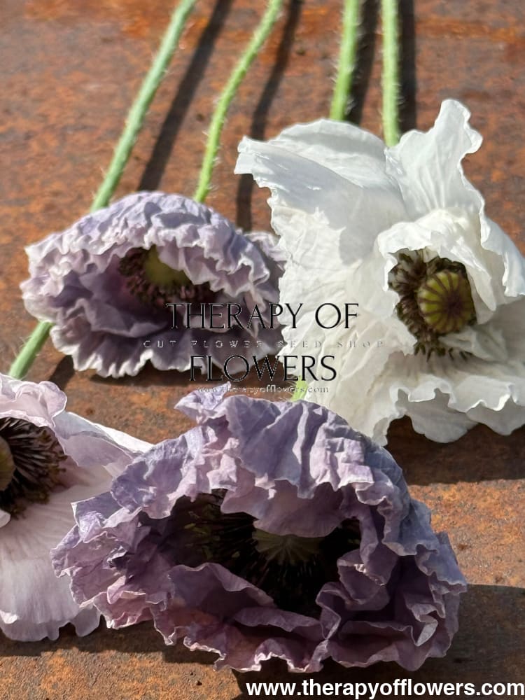 grey poppy flower seeds Papaver rhoeas 'Amazing Grey' Seeds | Grey Corn Poppy