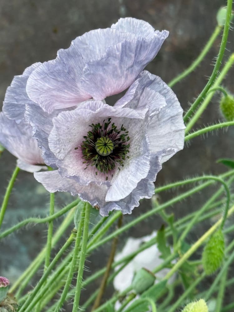 Papaver rhoeas Amazing Grey | Unique and Stunning Grey-Toned Poppies ...