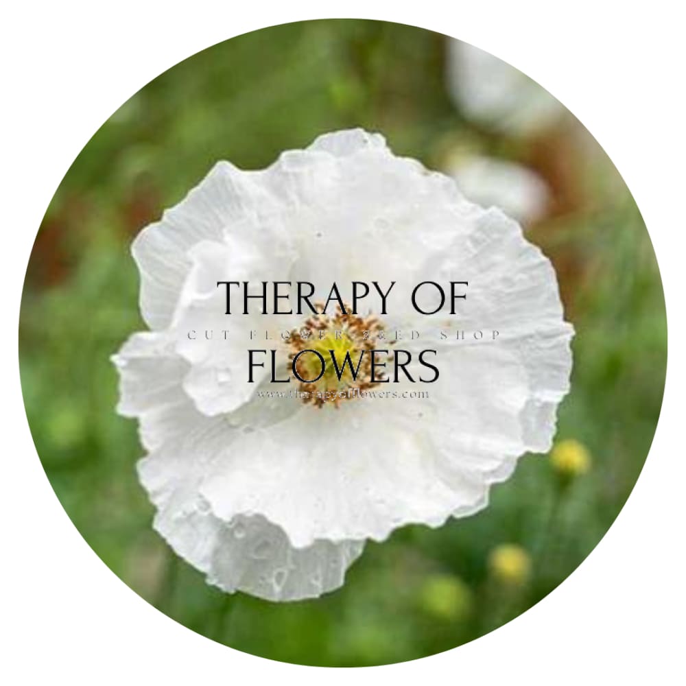 Papaver rhoeas Bridal Silk therapyofflowers.com