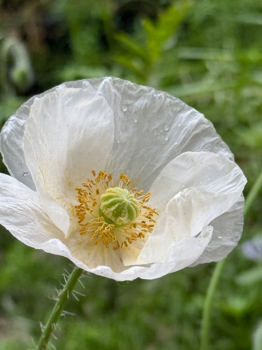 Papaver rhoeas Bridal Silk therapyofflowers.com