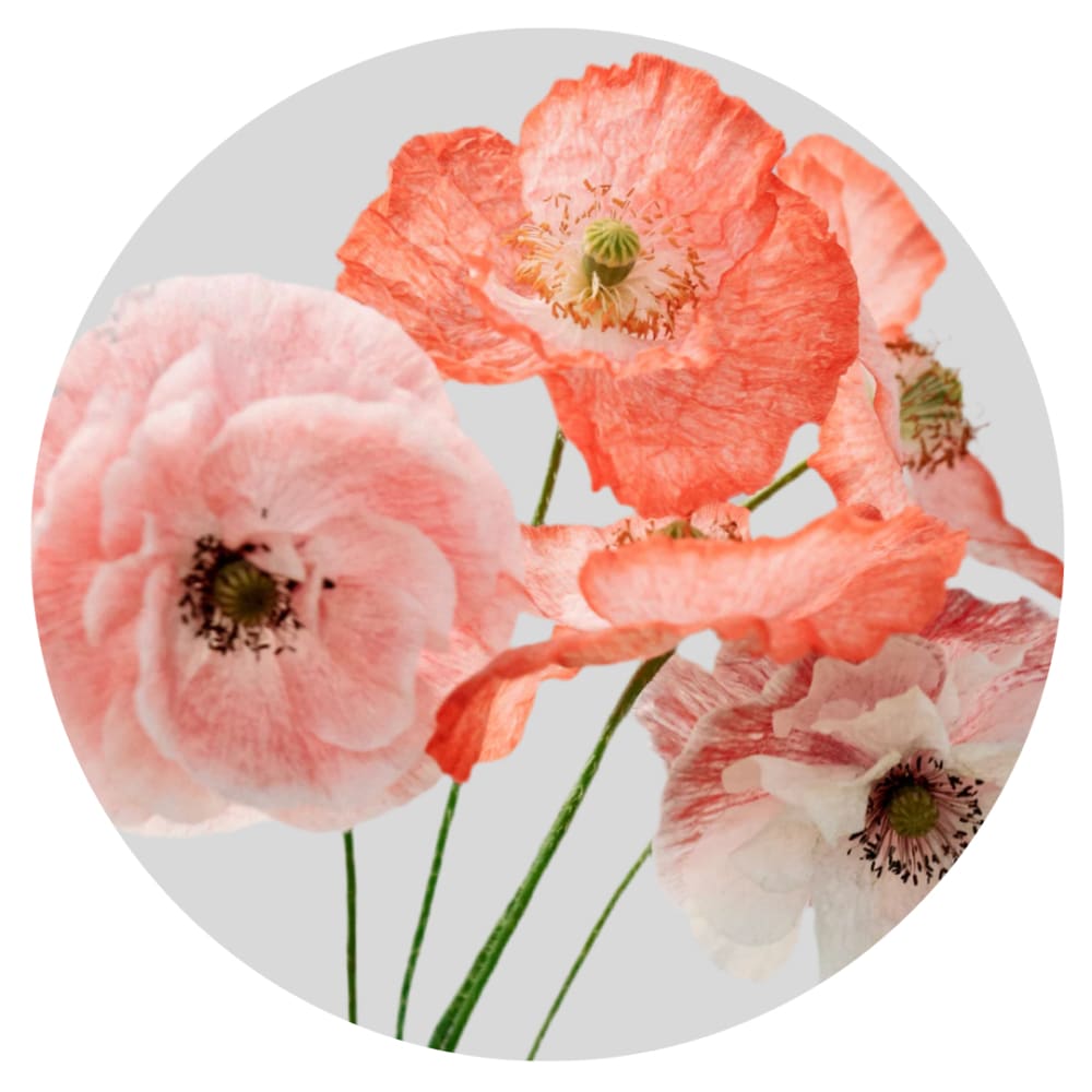 Papaver rhoeas Mother of Pearl therapyofflowers.com