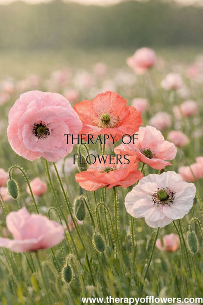 Papaver rhoeas Mother of Pearl | Poppy therapyofflowers.com