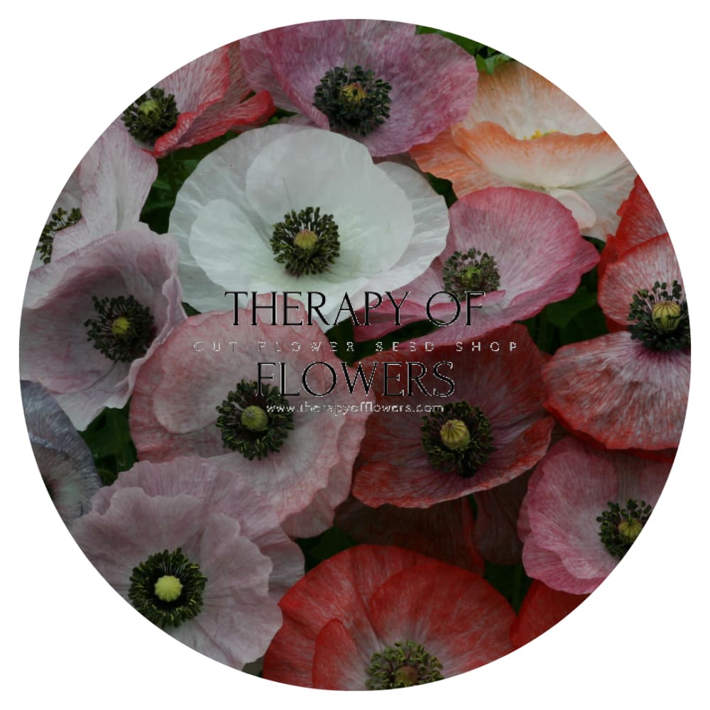 Papaver rhoeas Mother of Pearl therapyofflowers.com