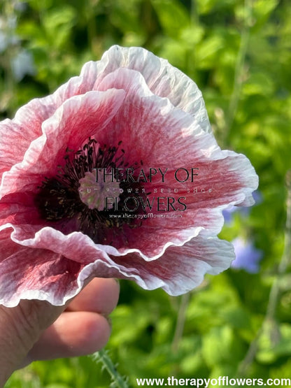 Papaver rhoeas Mother of Pearl | Poppy - 0.2 gram / Pink MIX - Seeds