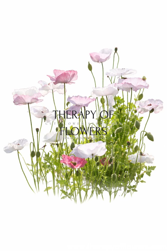 Papaver rhoeas Mother of Pearl | Poppy - 0.2 gram / Pink MIX - Seeds