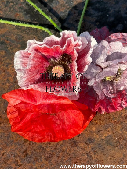 Papaver rhoeas Mother of Pearl | Poppy - 0.2 gram / Pink MIX - Seeds