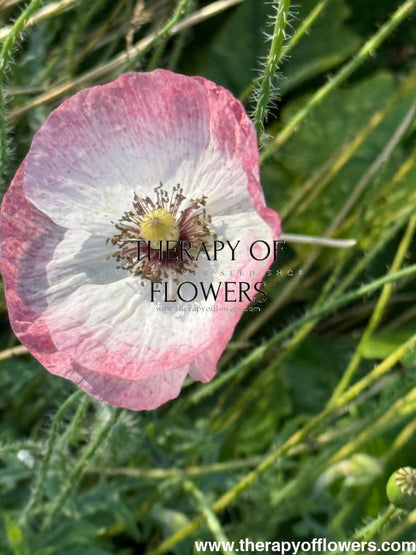 Papaver rhoeas Mother of Pearl | Poppy therapyofflowers.com