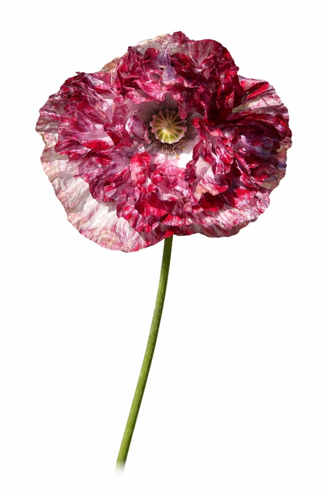 Papaver rhoeas Pandora | Poppy therapyofflowers.com