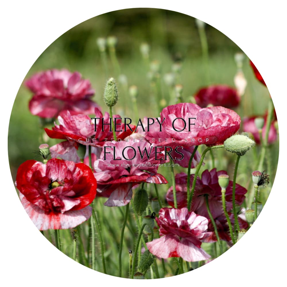 Papaver rhoeas Pandora therapyofflowers.com