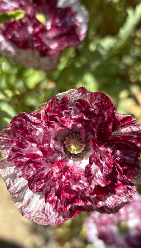 Papaver rhoeas Pandora | Poppy therapyofflowers.com