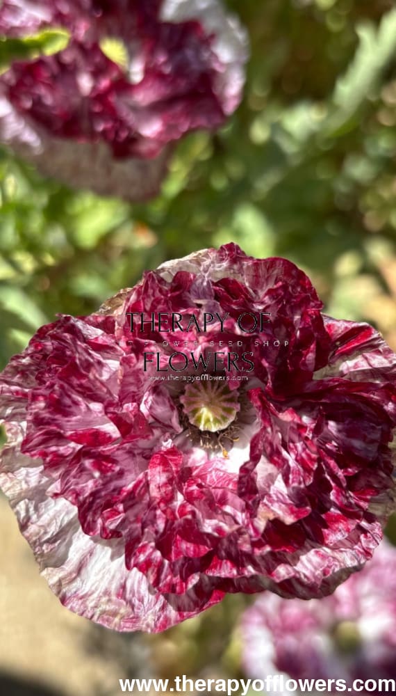 Papaver rhoeas Pandora | Poppy therapyofflowers.com