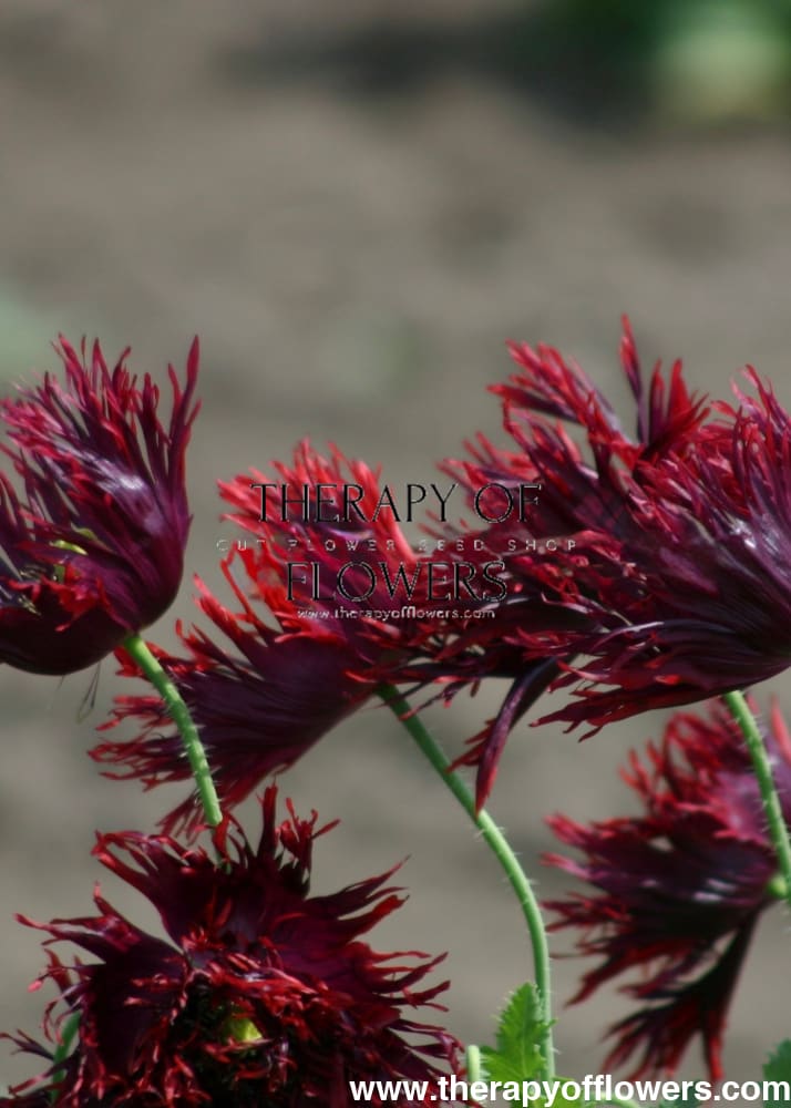 Papaver somniferum Black Swan | Breadseed Poppies | Feathered Poppy - 1 gram - Seeds