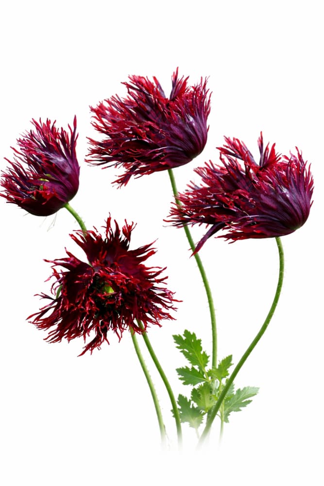 Papaver somniferum Black Swan | Breadseed Poppies | Feathered Poppy therapyofflowers.com