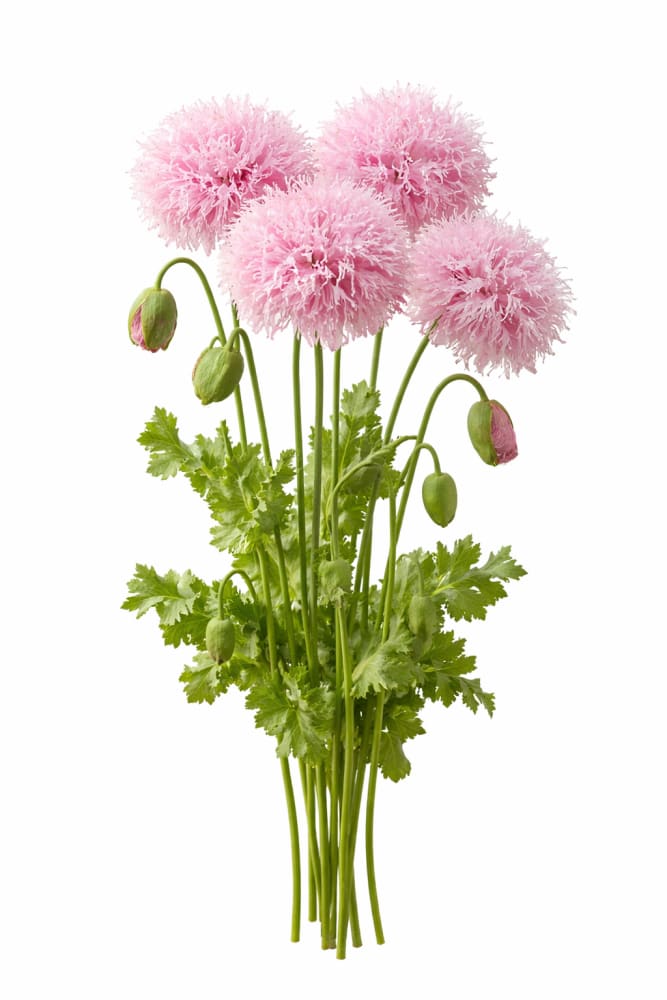 Papaver somniferum Lilac Pompom | Breadseed Poppies | Feathered Poppy - 1 gram / Soft lilac to lavender - Seeds