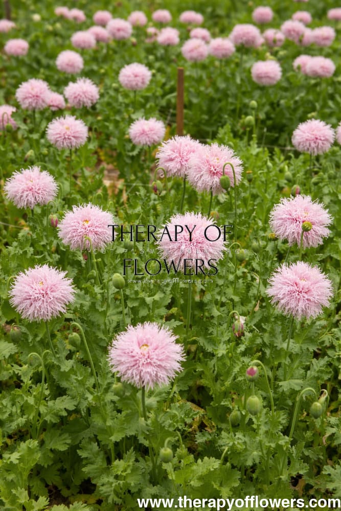 Papaver somniferum Lilac Pompom | Breadseed Poppies | Feathered Poppy - 1 gram / Soft lilac to lavender - Seeds
