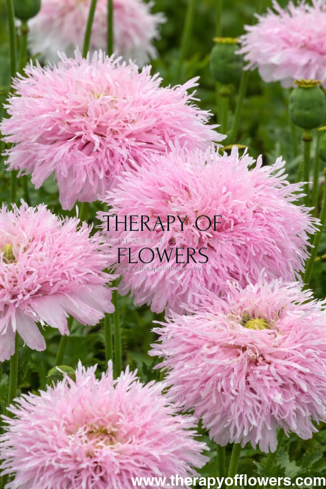 Papaver somniferum Lilac Pompom | Breadseed Poppies | Feathered Poppy - 1 gram / Soft lilac to lavender - Seeds