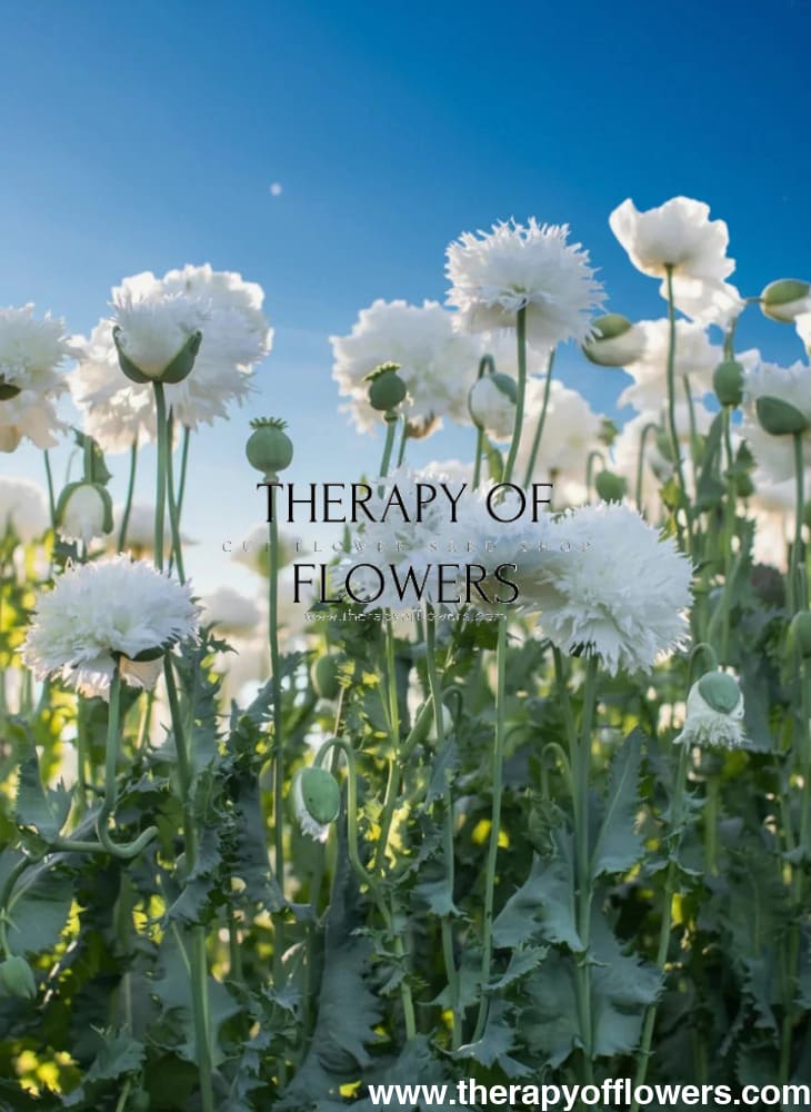 Papaver somniferum White Swan  | Breadseed Poppies | Feathered Poppy therapyofflowers.com