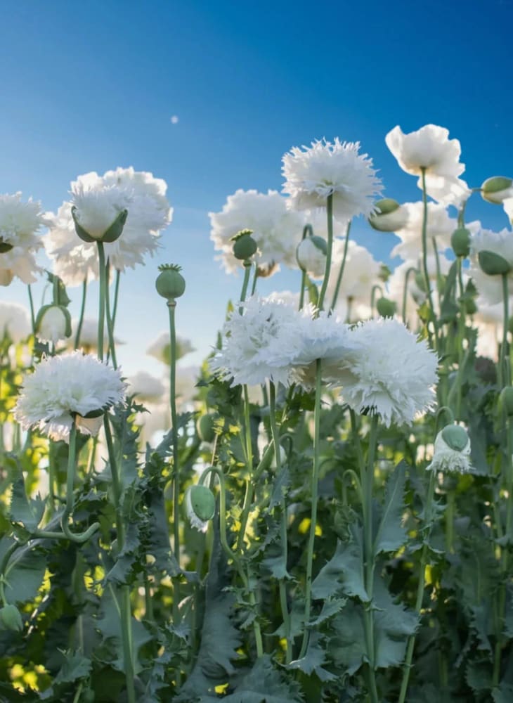 Papaver somniferum White Swan  | Breadseed Poppies | Feathered Poppy therapyofflowers.com