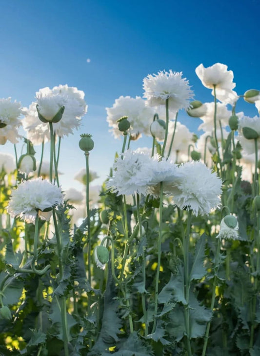 Papaver somniferum White Swan  | Breadseed Poppies | Feathered Poppy therapyofflowers.com