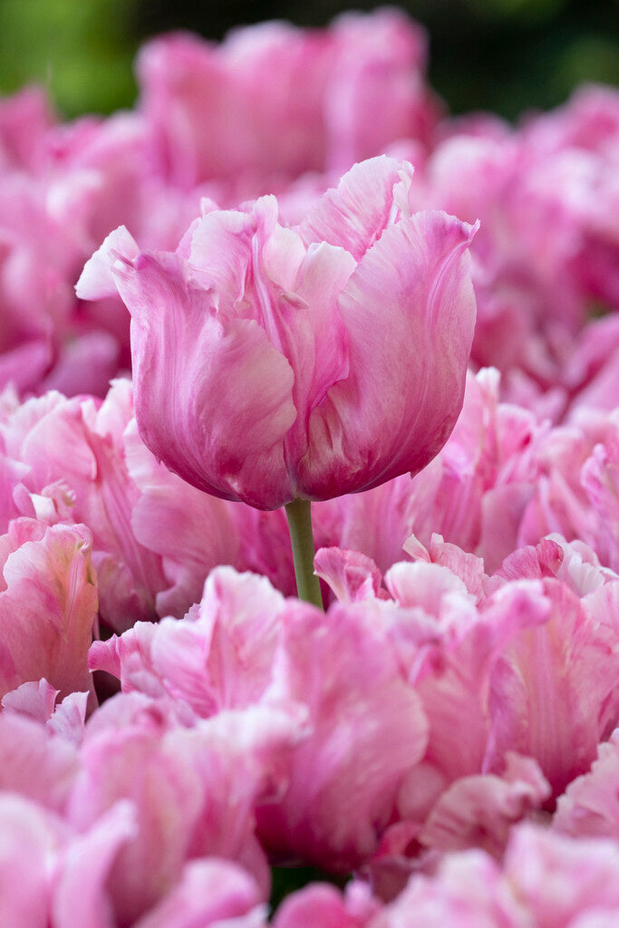 Tulip Flamingo Queen | Parrot tulip therapyofflowers.com