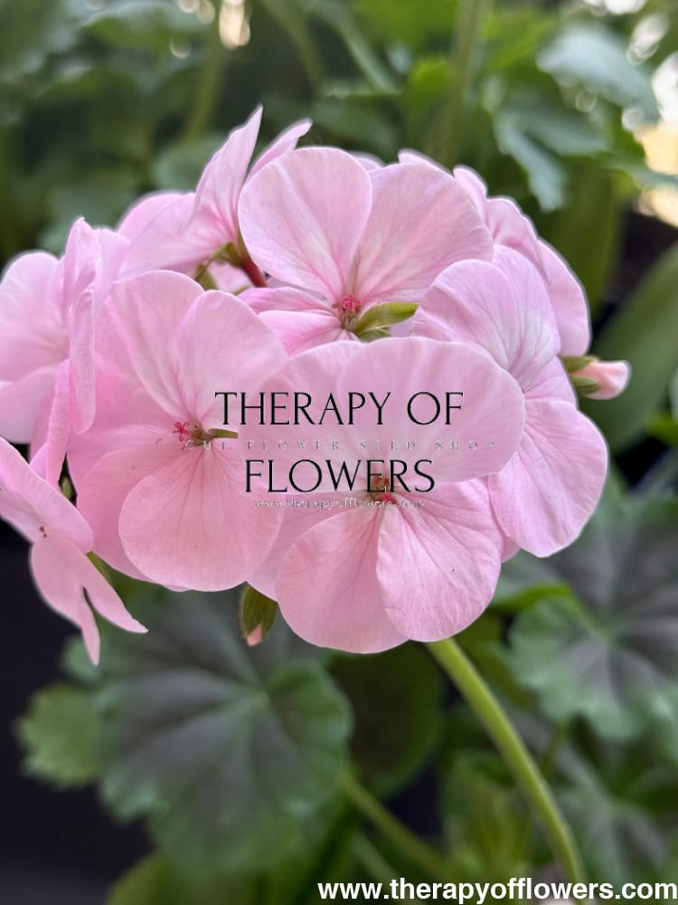 bullseye geranium seeds Pelargonium x hortorum BullsEye™ Light Pink – therapyofflowers.com