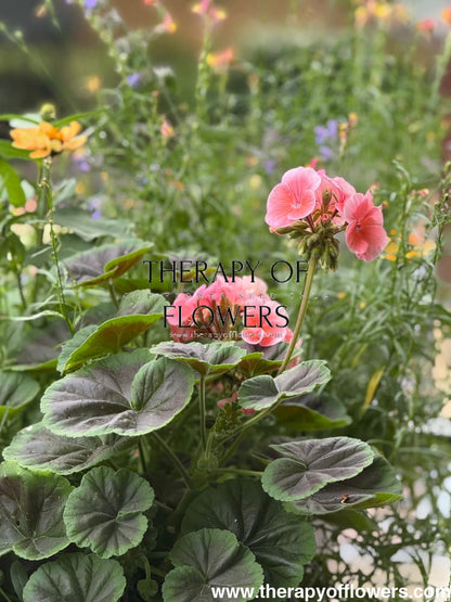 Pelargonium x hortorum BullsEye™ Salmon therapyofflowers.com