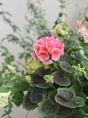 bullseye salmon geranium seeds Pelargonium x hortorum BullsEye™ Salmon – therapyofflowers.com