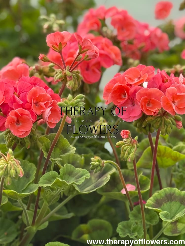 salmon geranium seeds Pelargonium x hortorum Multibloom™ Salmon – therapyofflowers.com