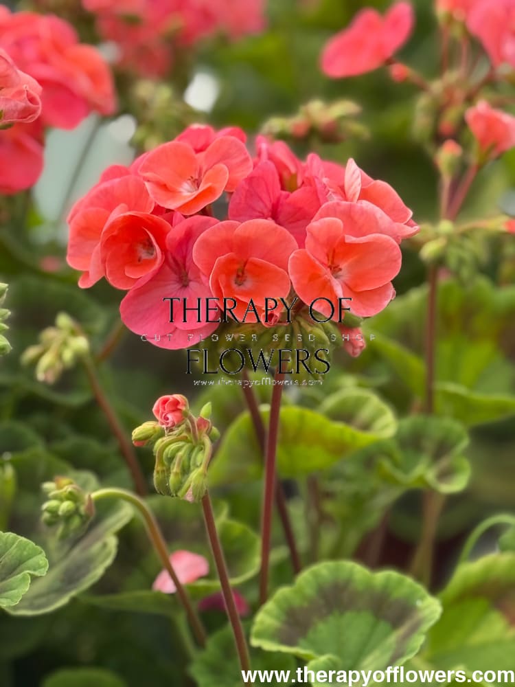 Pelargonium x hortorum Multibloom™ Salmon therapyofflowers.com