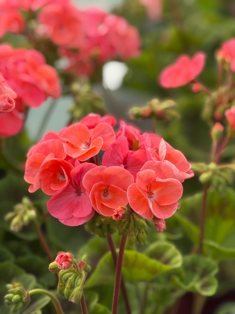 Pelargonium x hortorum Multibloom™ Salmon therapyofflowers.com