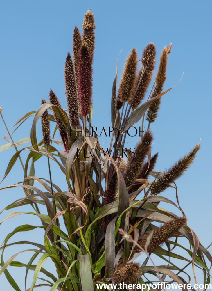 Pennisetum glaucum Inky | Pearl Millet - 20 seeds / Grown as an annual / 110 cm - seeds