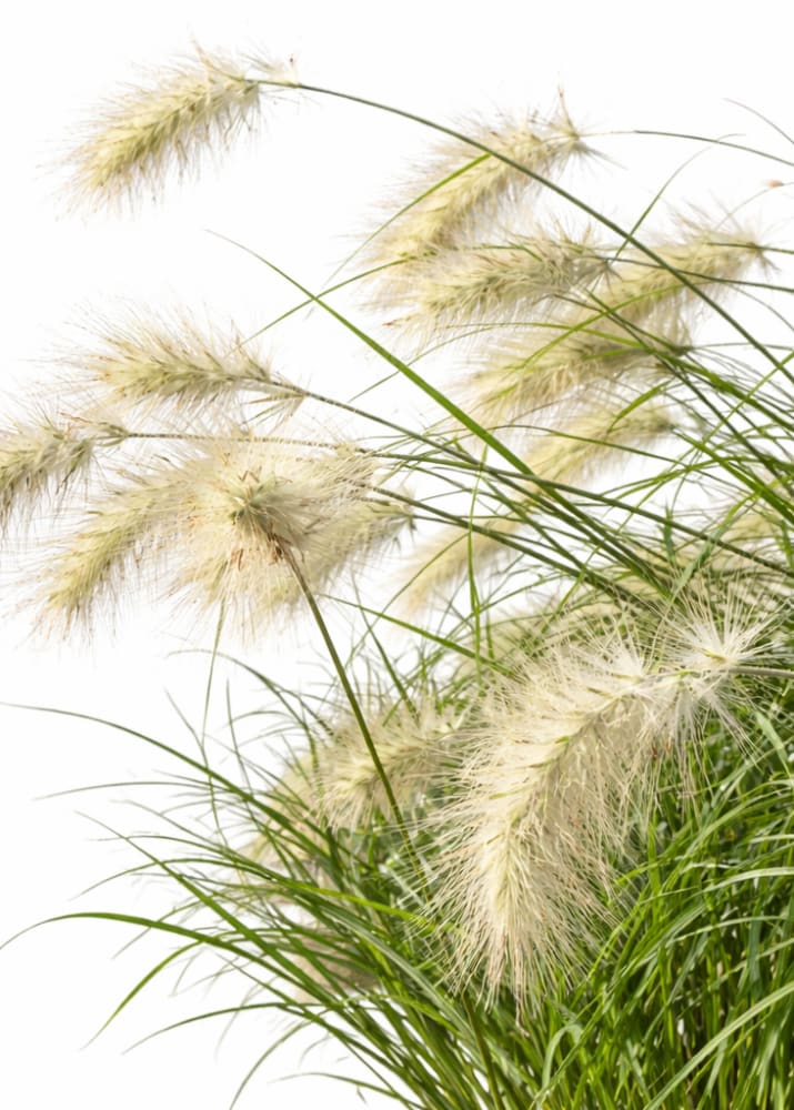 Pennisetum villosum Fluffy | Feather Top grass - 30 seeds / Grown as an annual / 40 cm - seeds