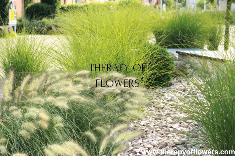 Pennisetum villosum Fluffy | Eyecatcher therapyofflowers.com