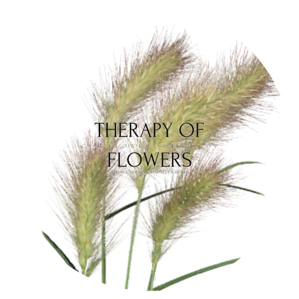 Pennisetum villosum Fluffy | Eyecatcher therapyofflowers.com