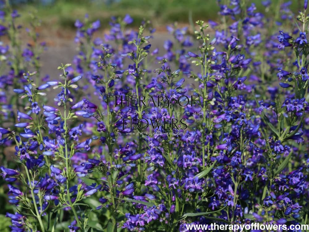 Penstemon barbatus Twizzle Blue therapyofflowers.com