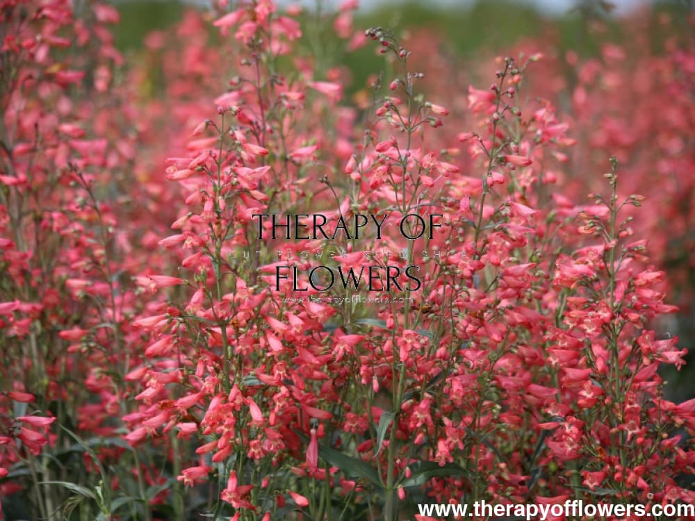 Penstemon barbatus Twizzle Coral therapyofflowers.com