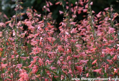 Penstemon barbatus Twizzle Coral therapyofflowers.com