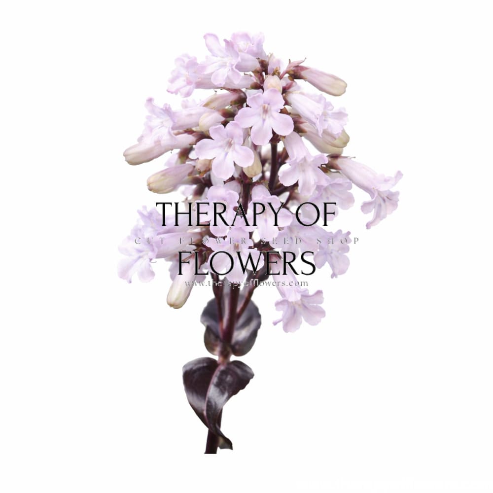 Penstemon digitalis Mystica | Foxglove beardtongue - 20 seed / 70-80 cm - seeds