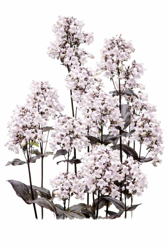 Penstemon digitalis Mystica | Foxglove beardtongue - 20 seed / 70-80 cm - seeds